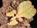 Phasmids