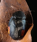 Roaches