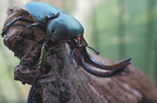 Beetles