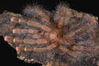 Spiders