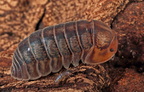 Sinodillo sp "Red Skull"