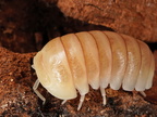 Armadillo officinalis "White Pina"