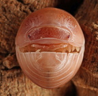 Armadillo officinalis "Pink"