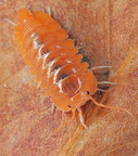 Cubaris sp Soda