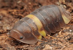 Cubaris sp "R13"