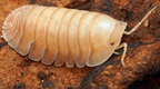 Cubaris sp "Rose Quartz"