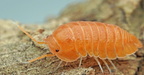 Cubaris sp "Soda"