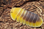 Cubaris sp "Lemon Blue"
