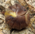 Cubaris sp "R13"