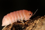 Cubaris sp "Sakura"
