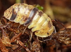 Filipinodillo sp "Labo Yellow"
