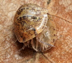 Filipinodillo sp "Bicolano"