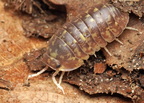Filipinodillo sp "White Antenna"