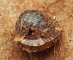 Filipinodillo sp "R5 Giant"