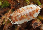 Oniscus asellus "Mardi Grass Orange"