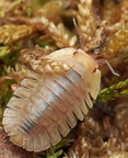 Troglodillo sp "Porcelain"