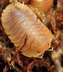 Troglodillo sp "Vex"