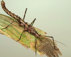 Andropromachus scutatus "Tam Dao" 