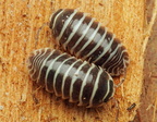 Armadillidium maculatum "Perfect Zebra"