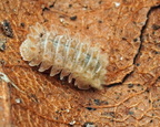 Armadillidae sp Qilin