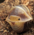 Cubaris sp Golden Rutilated