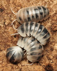 Armadillo officinalis "Tamarix"