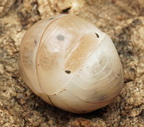 Armadillo officinalis "Dalmatian"