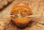 Cubaris sp "Golden Rutilated"