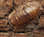 Filipinodillo sp "Bicolano"