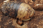 Filipinodillo sp "Giant Bumblebee"