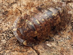 Filipinodillo sp "R5 Giant"