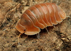 Cubaris sp "Crabby"