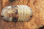 Cubaris sp "Cliffy Ducky" female