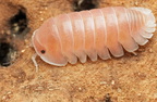 Cubaris sp "Sakura"