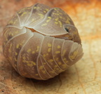 Armadillidium amegloi