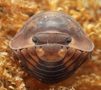 Cubaris sp "Red Tiger"