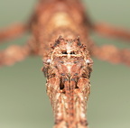 Pterinoxylus crassus