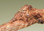 Pterinoxylus crassus