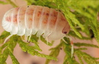 Nesodillo sp "Kuri Utsuri"