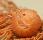 Cubaris sp "Soda"