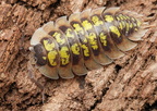 Porcellio tortonesi