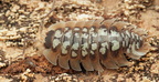 Porcellio tortonesi